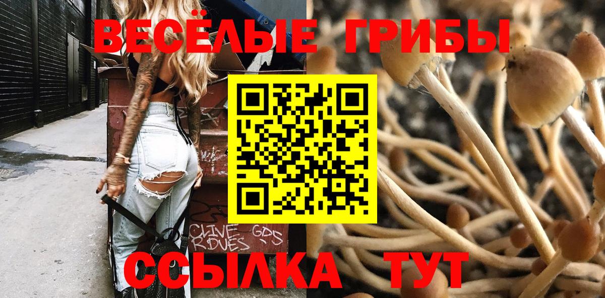 Галлюциногенные грибы Cubensis Северск